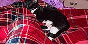 Luna Mae is registered to the contest to win money with this photo: cat, tuxedo_cat, blanket, plaid, red_blanket, bed, bedroom, fan, dresser, drawer, door, sleeping, cozy, pet, paws, fur, indoor, pattern, comfort, soft