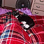 cat, tuxedo_cat, blanket, plaid, red_blanket, bed, bedroom, fan, dresser, drawer, door, sleeping, cozy, pet, paws, fur, indoor, pattern, comfort, soft