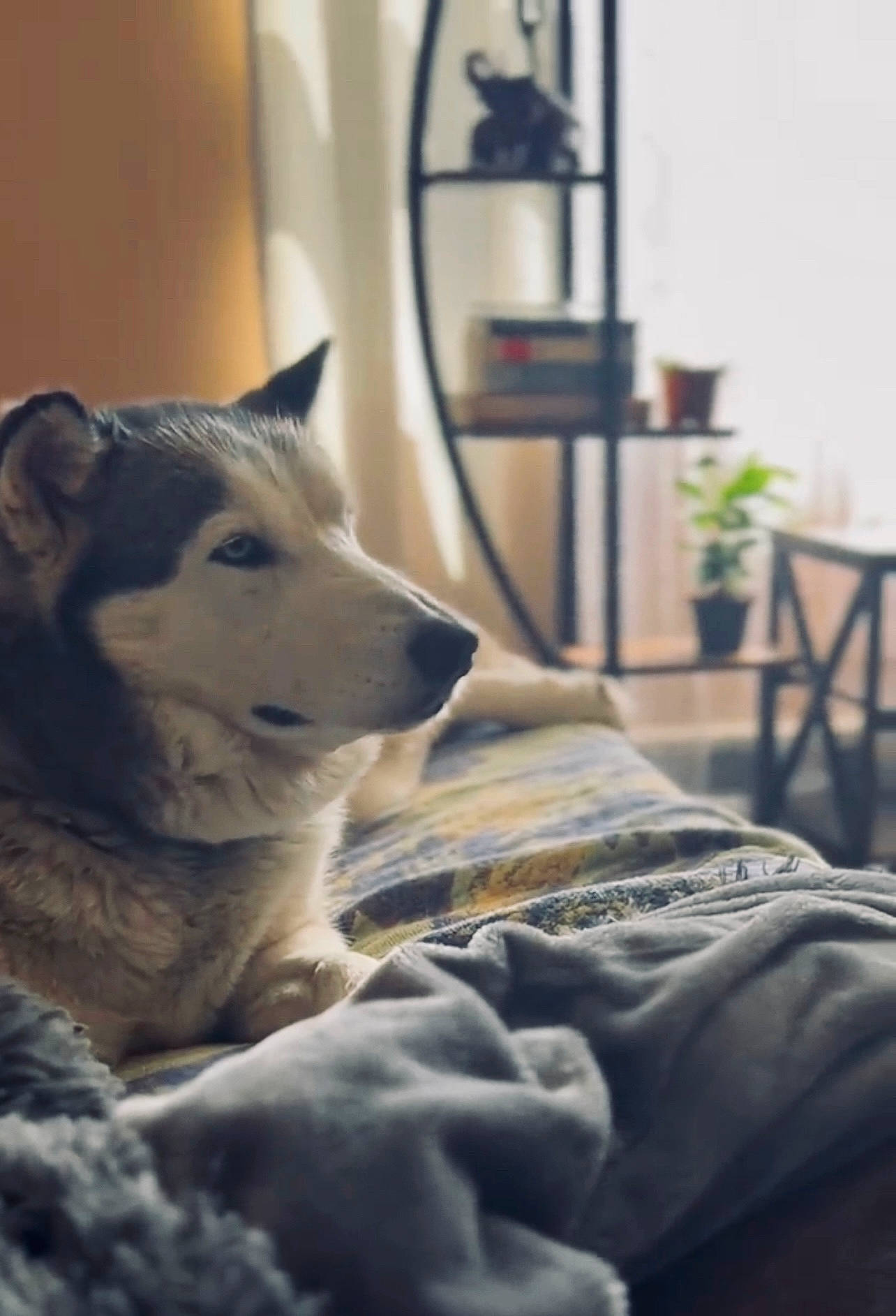 Bleu is registered to the contest to win money with this photo: carnivore, comfort, companion_dog, dog, dog_breed, felidae, flooring, fur, grey, houseplant, human_leg, linens, plant, small_to_medium_sized_cats, snout, sporting_group, tree, whiskers, wolf, wood