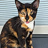 cat, calico_cat, kitten, animal, pet, sitting, portrait, close_up, tongue_out, green_eyes, whiskers, ears, fur, tricolor, black_fur, orange_fur, white_fur, white_paws, indoor, window_blinds