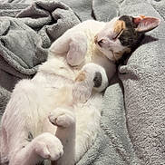 Cookie is registered to the contest to win money with this photo: cat, calico_cat, sleeping, relaxed, belly_up, paws, tail, gray_blanket, cozy, indoors, pet, animal, cute, fluffy, resting, bed, home, portrait, soft_lighting, funny_pose