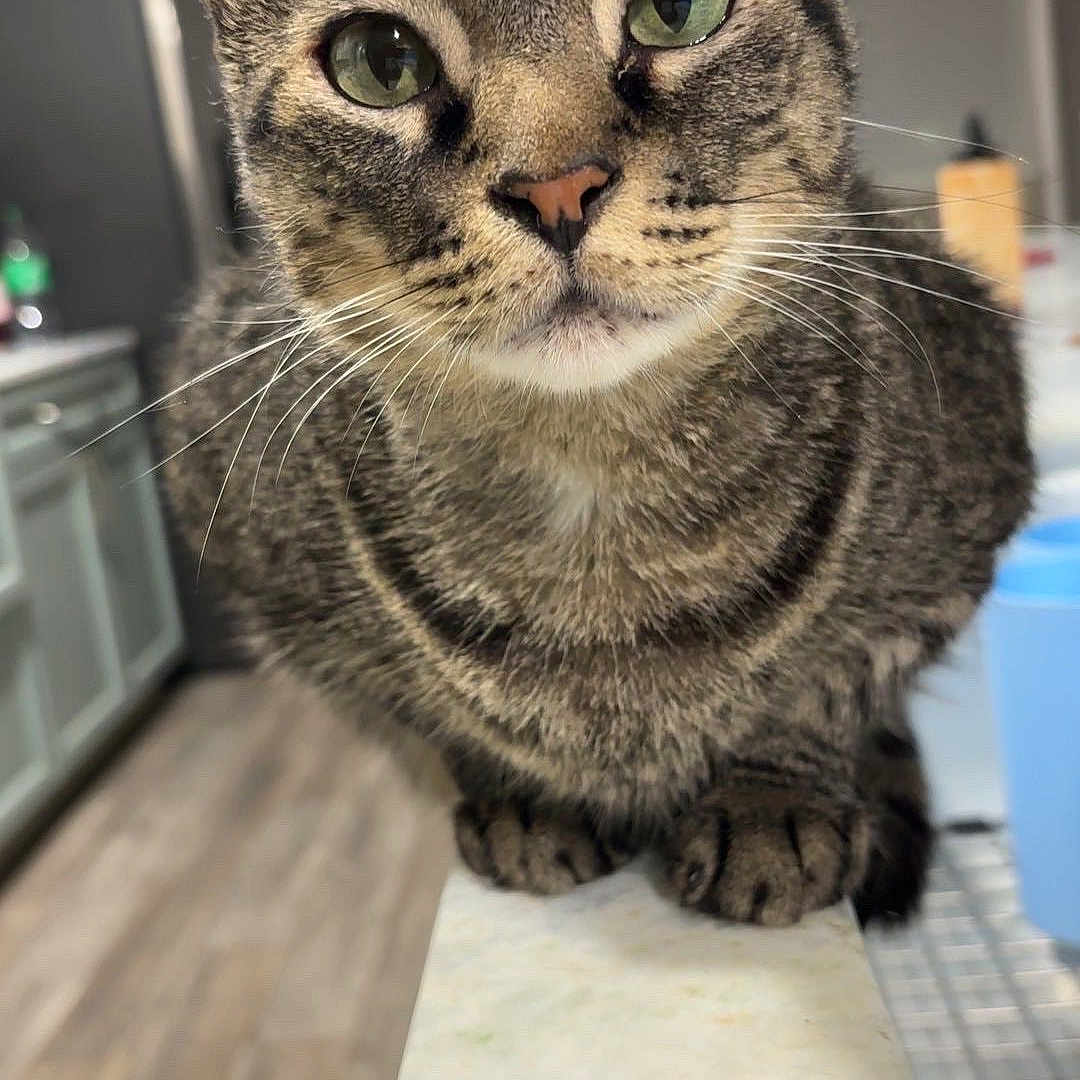 Mr. Man