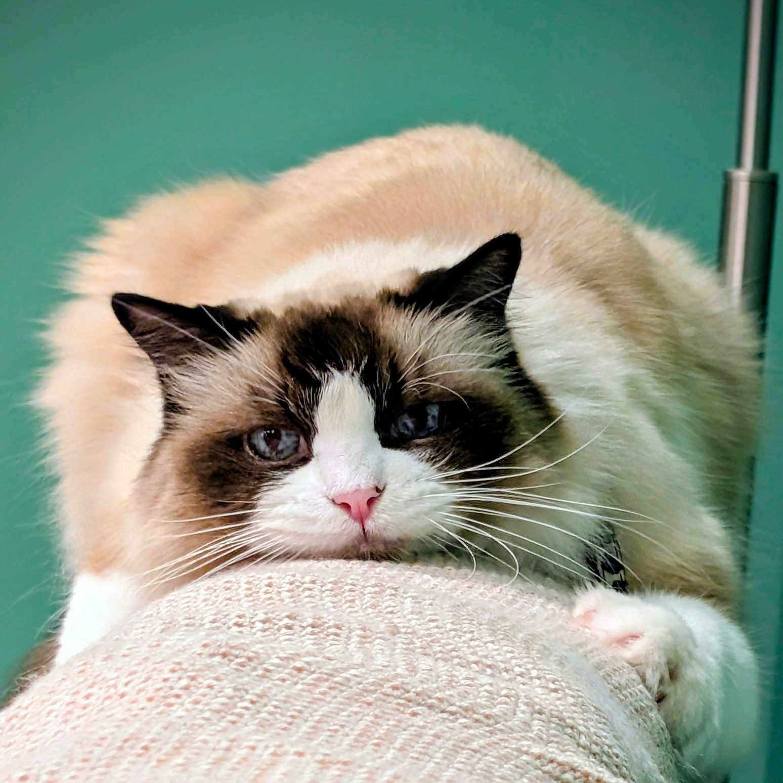 Hailey a rejoint le concours — aidez-le/la à gagner de superbes lots ! animal, beige, cat, close_up, cute, face, feline, fluffy, green_background, indoor, light, lying_down, paws, pet, portrait, relaxed, resting, soft, texture, whiskers