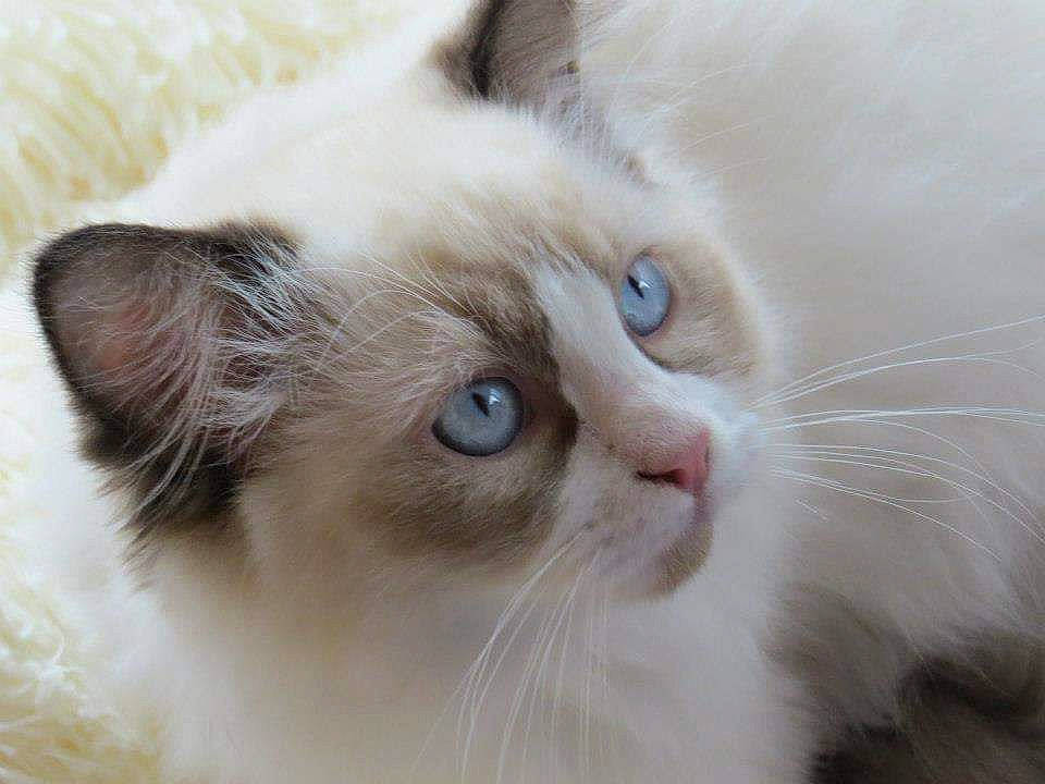 Hailey participe au concours pour gagner de l'argent avec cette photo : asian_semi_longhair, balinese, birman, british_semi_longhair, carnivore, cat, domestic_long_haired_cat, eye, felidae, fur, himalayan, iris, javanese, mammal, ragamuffin, ragdoll, small_to_medium_sized_cats, snout, vertebrate, whiskers
