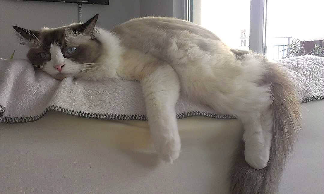 Hailey participe au concours pour gagner de l'argent avec cette photo : aegean_cat, asian, balinese, carnivore, cat, domestic_long_haired_cat, eye, felidae, fur, javanese, mammal, ojos_azules, ragdoll, small_to_medium_sized_cats, snowshoe, tail, turkish_angora, turkish_van, vertebrate, whiskers