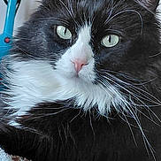 Dudu joined the competition — help win amazing prizes! cat, tuxedo_cat, close_up, green_eyes, whiskers, fluffy, resting, indoor, pet, feline, animal, black_and_white, fur, cute, domestic_cat, portrait, soft, blanket, relaxed, whisker