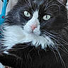 cat, tuxedo_cat, close_up, green_eyes, whiskers, fluffy, resting, indoor, pet, feline, animal, black_and_white, fur, cute, domestic_cat, portrait, soft, blanket, relaxed, whisker