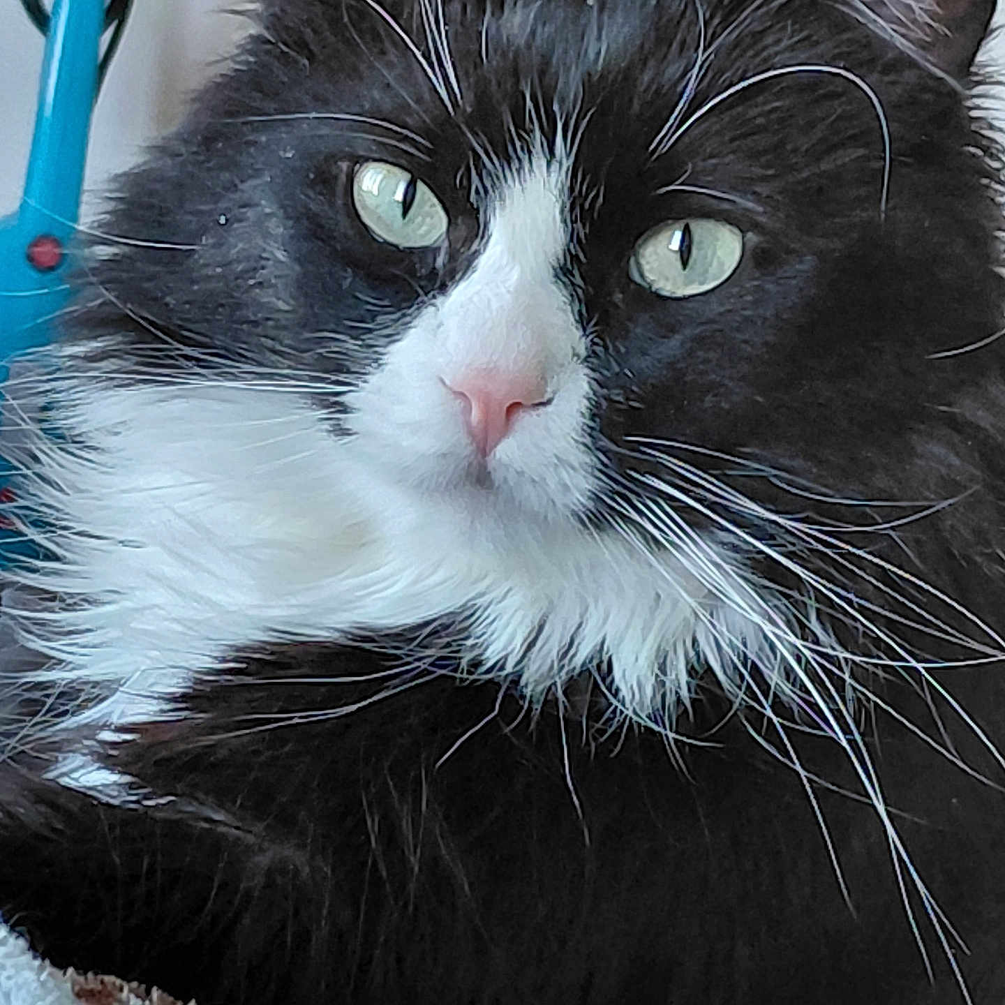 Dudu joined the competition — help win amazing prizes! cat, tuxedo_cat, close_up, green_eyes, whiskers, fluffy, resting, indoor, pet, feline, animal, black_and_white, fur, cute, domestic_cat, portrait, soft, blanket, relaxed, whisker