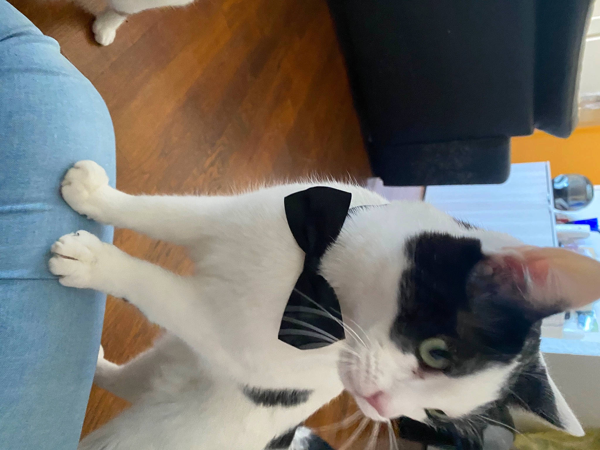 Rofils participe au concours pour gagner de l'argent avec cette photo : blue, carnivore, cat, claw, comfort, companion_dog, computer_keyboard, domestic_short_haired_cat, felidae, flooring, fur, hardwood, human_leg, paw, small_to_medium_sized_cats, snout, tail, terrestrial_animal, whiskers, wood