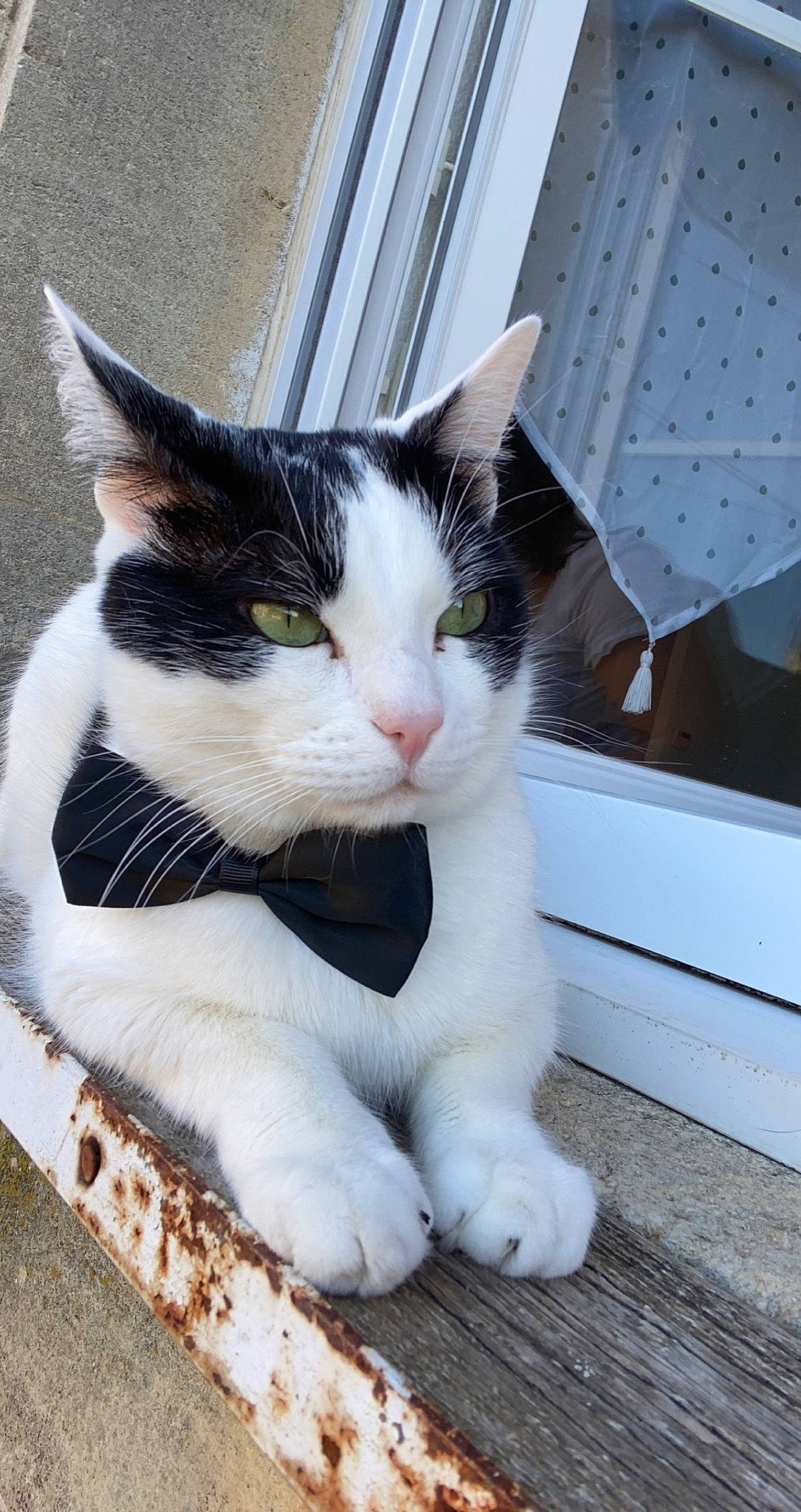 Rofils participe au concours pour gagner de l'argent avec cette photo : carnivore, cat, claw, comfort, domestic_short_haired_cat, felidae, foot, formal_wear, fur, human_leg, paw, small_to_medium_sized_cats, snout, tail, terrestrial_animal, tree, whiskers, window