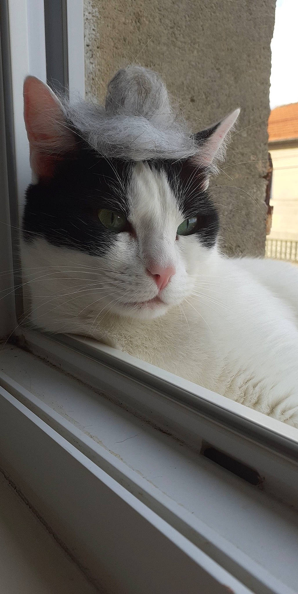 Rofils a rejoint le concours — aidez-le/la à gagner de superbes lots ! art, box, carnivore, cat, cat_furniture, comfort, domestic_short_haired_cat, felidae, fur, metal, paw, pet_supply, small_to_medium_sized_cats, snout, tail, whiskers, window, windshield