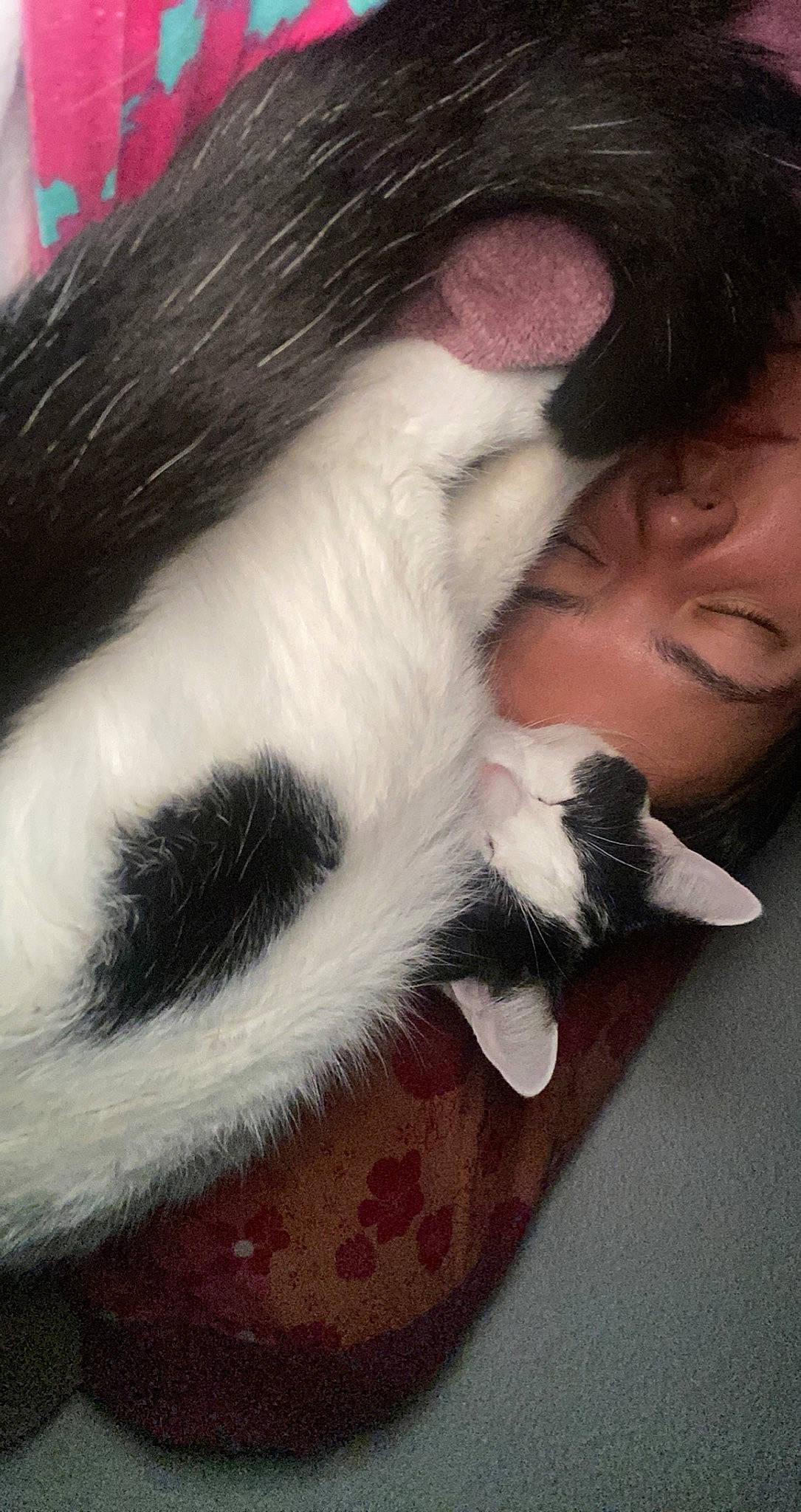 Rofils participe au concours pour gagner de l'argent avec cette photo : canidae, carnivore, claw, comfort, companion_dog, dog_breed, ear, eyelash, fawn, felidae, foot, fur, gesture, human_leg, nose, small_to_medium_sized_cats, snout, sporting_group, tail, whiskers