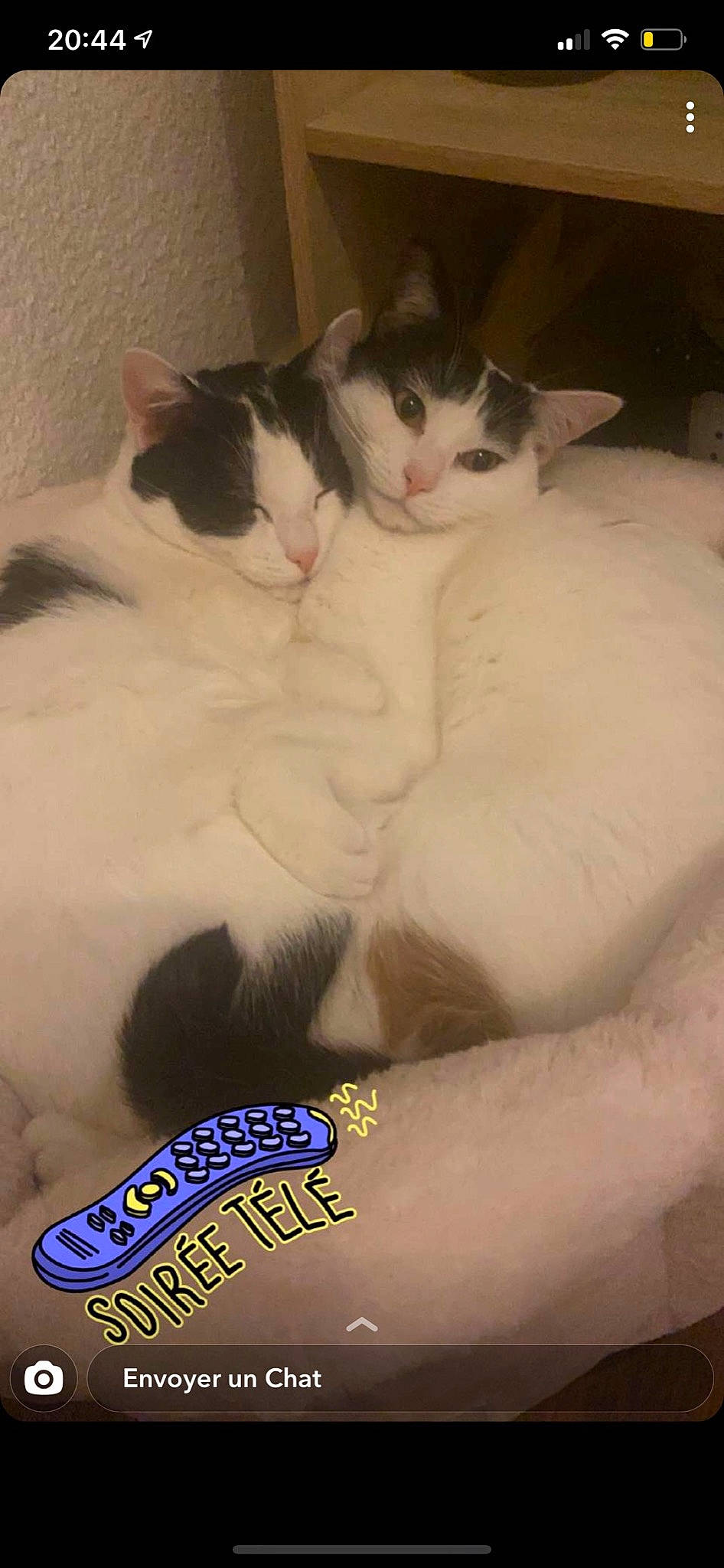 Boulette participe au concours pour gagner de l'argent avec cette photo : bracelet, carnivore, cat, claw, comfort, domestic_short_haired_cat, felidae, foot, fur, lap, logo, nail, nap, paw, sitting, small_to_medium_sized_cats, tail, whiskers, wrist