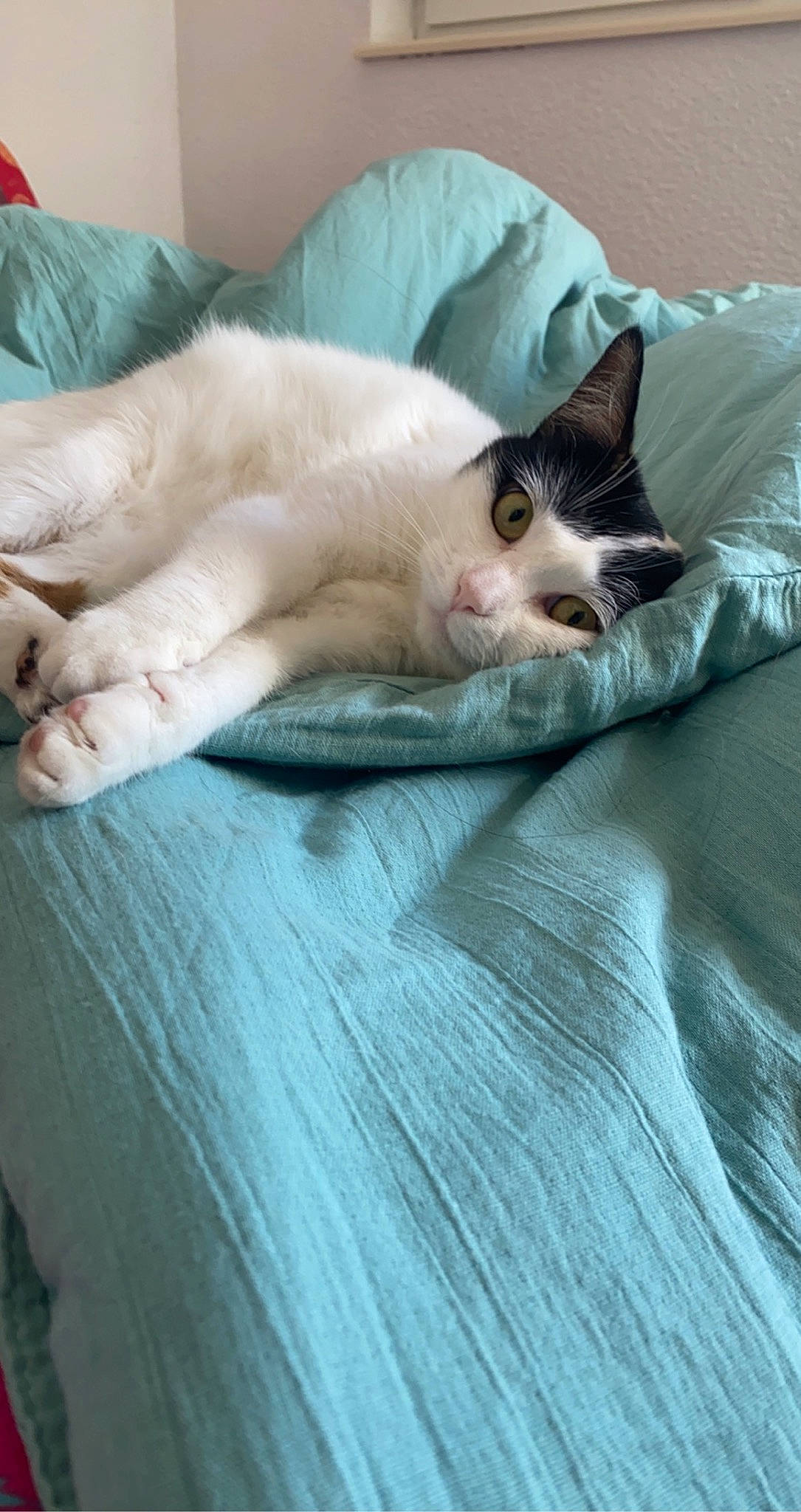 Boulette a rejoint le concours — aidez-le/la à gagner de superbes lots ! bed, bedding, carnivore, cat, comfort, domestic_short_haired_cat, duvet, fawn, felidae, fur, grey, linens, nap, paw, small_to_medium_sized_cats, snout, tail, textile, whiskers, wood