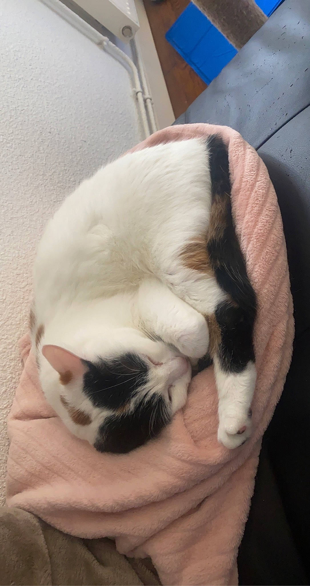 Boulette participe au concours pour gagner de l'argent avec cette photo : carnivore, cat, claw, comfort, companion_dog, dog_breed, ear, fawn, felidae, fur, nap, paw, pet_supply, sleep, small_to_medium_sized_cats, snout, sporting_group, tail, terrestrial_animal, whiskers