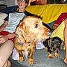 boy, glasses, dog, couch, blanket, aquarium, indoor, pet, casual, relaxed, animal, furniture, home, living_room, shorts, tshirt, seated, brown_dog, black_dog, young_person