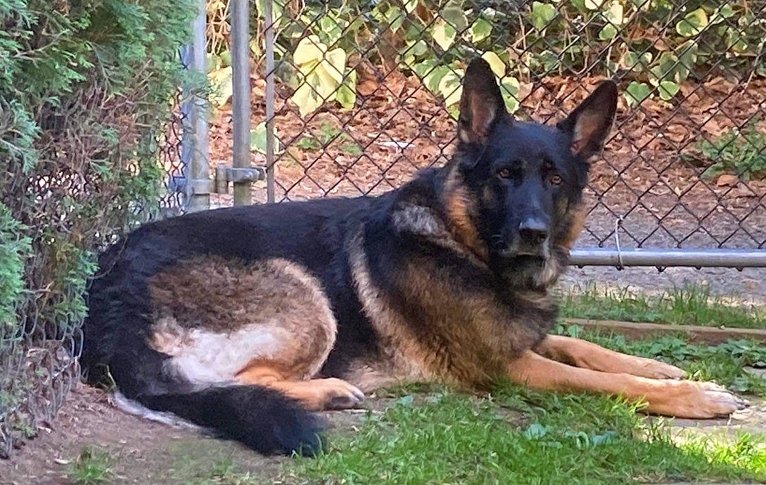 Harley is registered to the contest to win money with this photo: canidae, canis, carnivore, dog, dog_breed, east_european_shepherd, fawn, fence, german_shepherd_dog, grass, guard_dog, herding_dog, mesh, old_german_shepherd_dog, plant, sporting_group, terrestrial_animal, window, working_dog