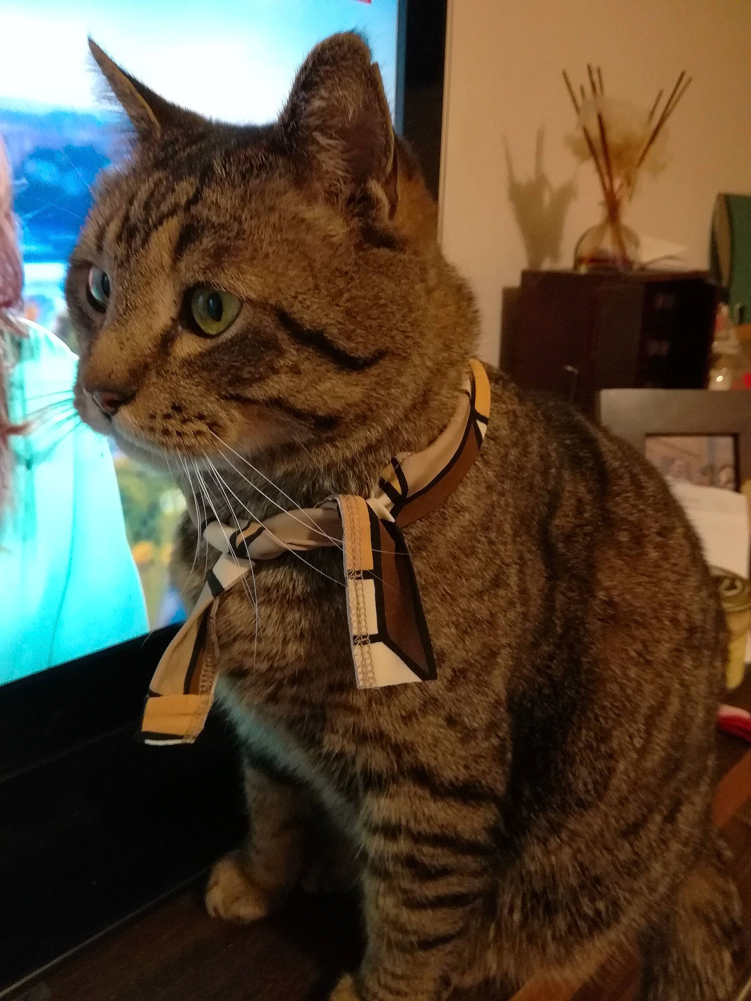 Maurice participe au concours pour gagner de l'argent avec cette photo : carnivore, cat, collar, domestic_short_haired_cat, felidae, flowerpot, fur, houseplant, paw, plant, sitting, small_to_medium_sized_cats, snout, tail, terrestrial_animal, tree, whiskers, window