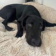 Arès a rejoint le concours — aidez-le/la à gagner de superbes lots ! dog, black_dog, pet, animal, lying_down, bed, blanket, cozy, indoor, cute, ears, fur, looking_up, resting, snout, tail, paw, comfort, domestic, canine
