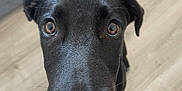 Arès participe au concours pour gagner de l'argent avec cette photo : dog, black_dog, pet, close_up, floor, wooden_floor, animal, canine, indoor, looking_up, ears, snout, whiskers, fur, brown_eyes, nose, portrait, cute, curious, domestic_animal