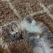 Zora Roberts joined the competition — help win amazing prizes! animal, beige_rug, brown_rug, cat, closeup, collar, cute, domestic_cat, fluffy, fur, indoor, looking_up, lying_down, mammal, paws, pet, portrait, relaxed, soft_texture, whiskers