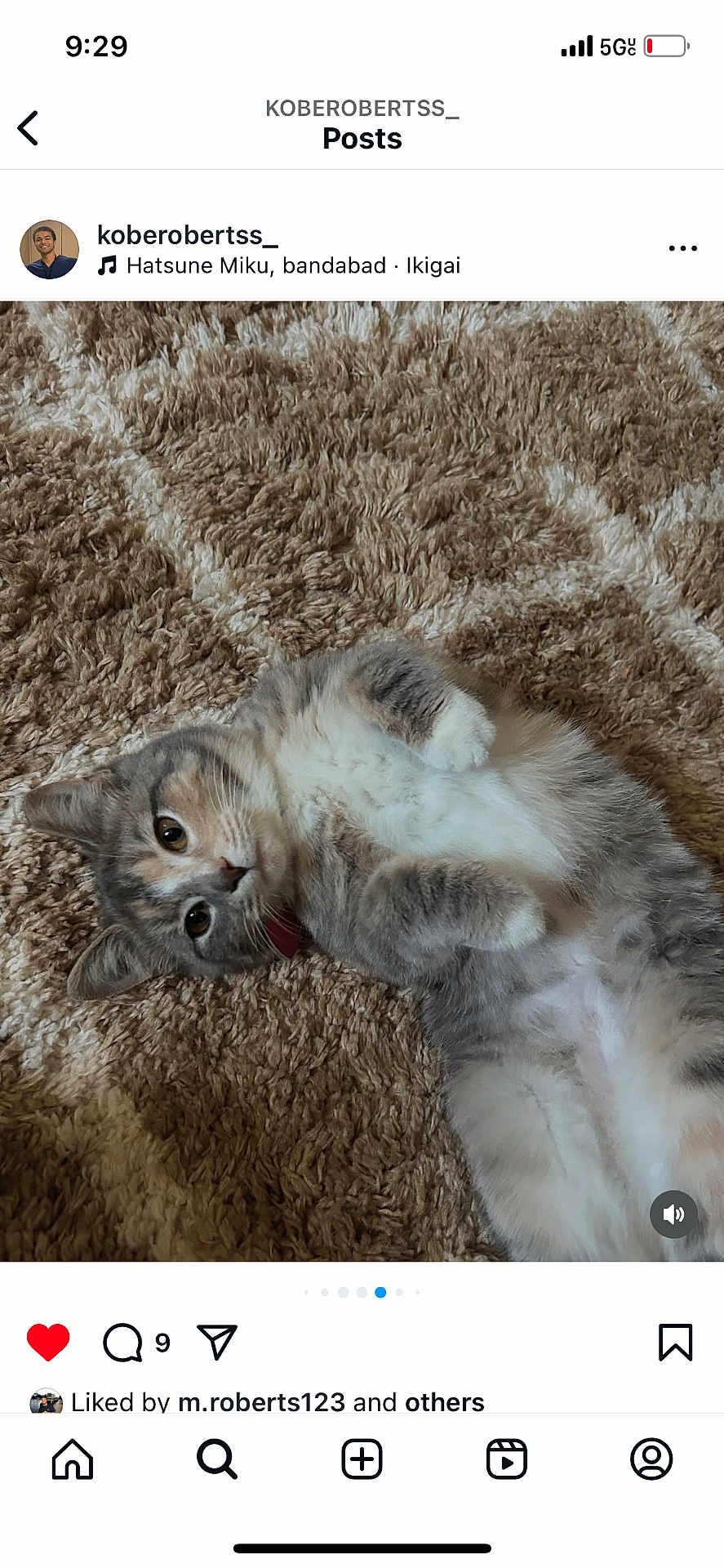 Zora Roberts joined the competition — help win amazing prizes! animal, beige_rug, brown_rug, cat, closeup, collar, cute, domestic_cat, fluffy, fur, indoor, looking_up, lying_down, mammal, paws, pet, portrait, relaxed, soft_texture, whiskers