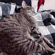 Tigger is registered to the contest to win money with this photo: animal, bedroom, blanket, cat, checkered_pattern, closeup, comfort, cozy, domestic_animal, feline, fur, indoor, pet, quiet, relaxation, resting, sleeping, soft, striped, tabby_cat