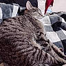 animal, bedroom, blanket, cat, checkered_pattern, closeup, comfort, cozy, domestic_animal, feline, fur, indoor, pet, quiet, relaxation, resting, sleeping, soft, striped, tabby_cat