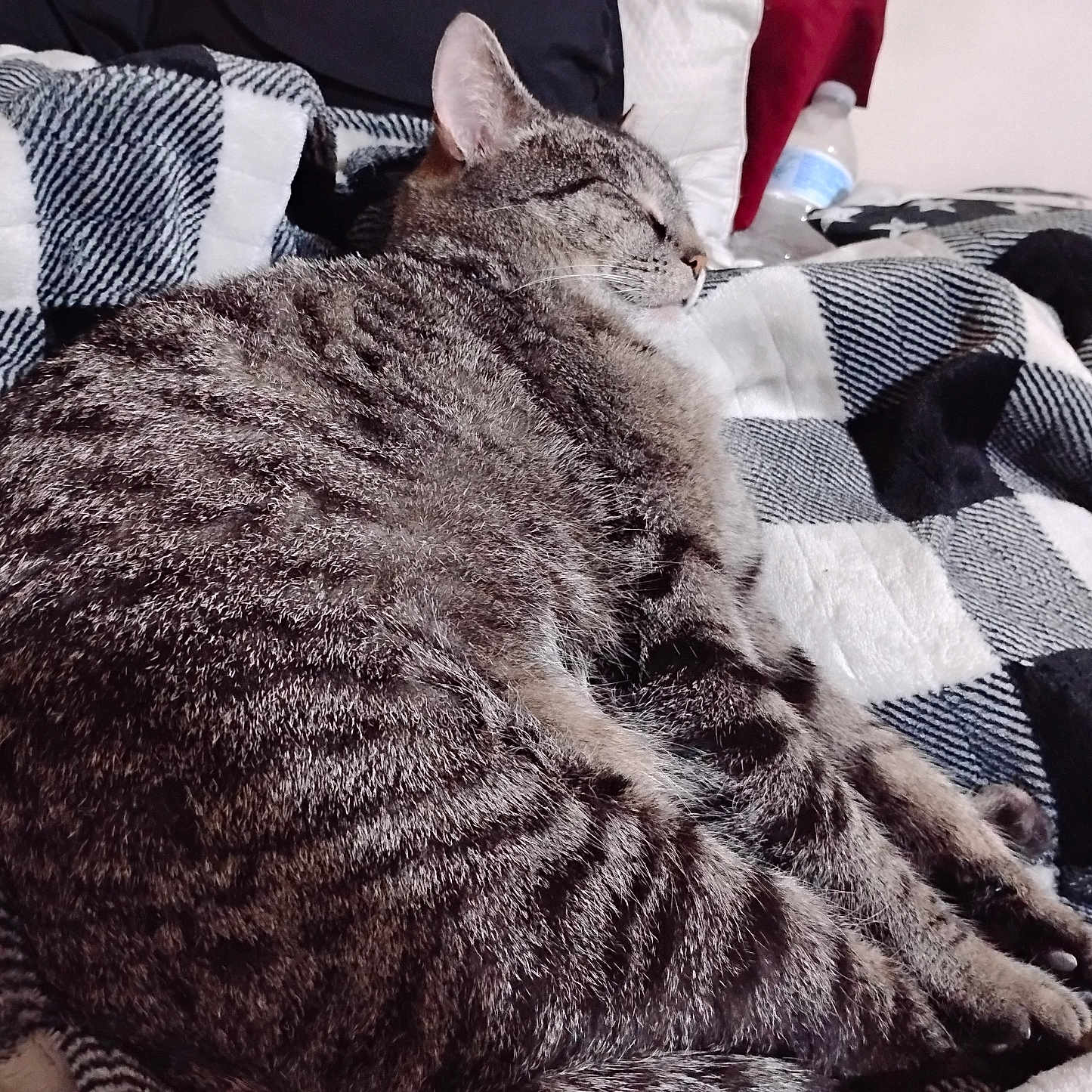 Tigger