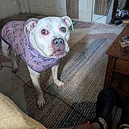 Sam joined the competition — help win amazing prizes! dog, white_dog, indoor, carpet, purple_shirt, pet, animal, floor, person, legs, shoes, keys, table, door, wall, curious, looking_up, home, cozy, patterned_clothing