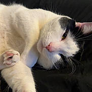 Milo is registered to the contest to win money with this photo: animal, black_and_white, cat, close_up, cozy, cute, domestic_animal, feline, fur, indoors, lying_down, mammal, paw, pet, pink_paw, relaxed, resting, sleepy, soft, whiskers