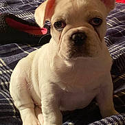 Leche Malone is registered to the contest to win money with this photo: puppy, dog, white_dog, pet, indoor, blanket, bed, pillow, cute, young_dog, fur, animal, sitting, looking_at_camera, ears, soft_lighting, cozy, domestic, companion, portrait
