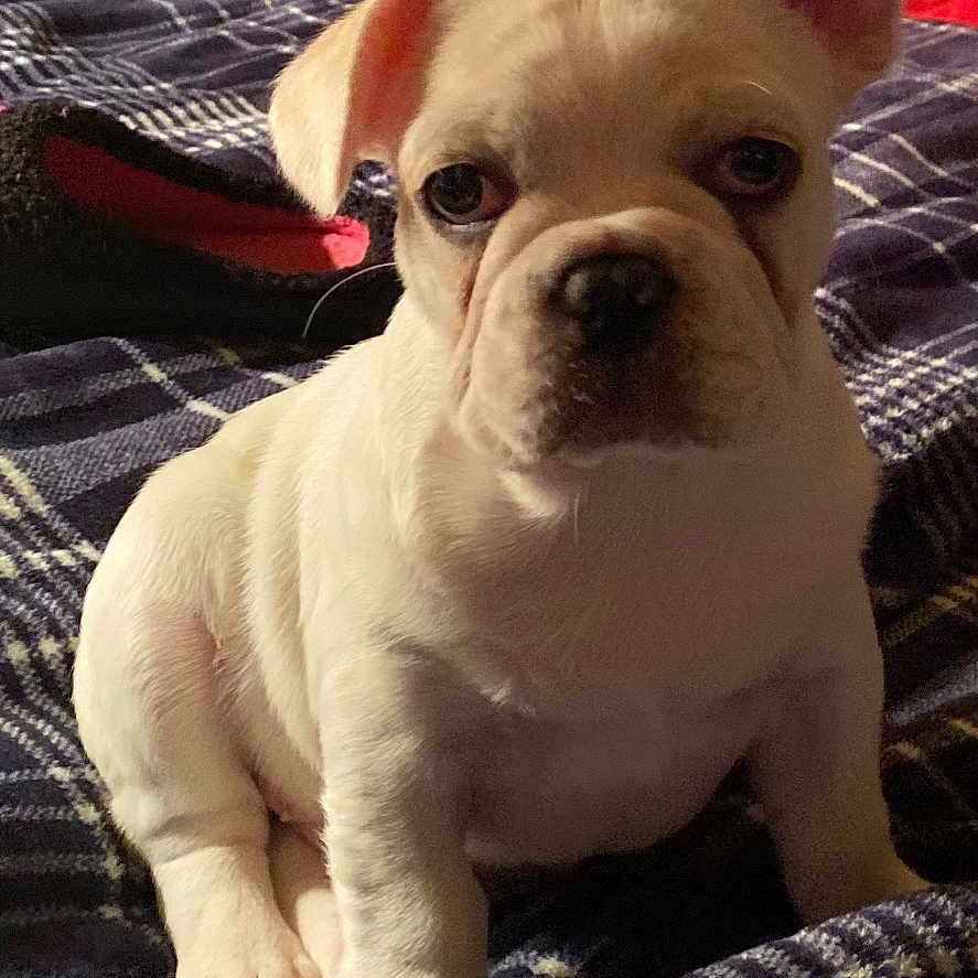 Leche Malone is registered to the contest to win money with this photo: animal, bed, blanket, companion, cozy, cute, dog, domestic, ears, fur, indoor, looking_at_camera, pet, pillow, portrait, puppy, sitting, soft_lighting, white_dog, young_dog