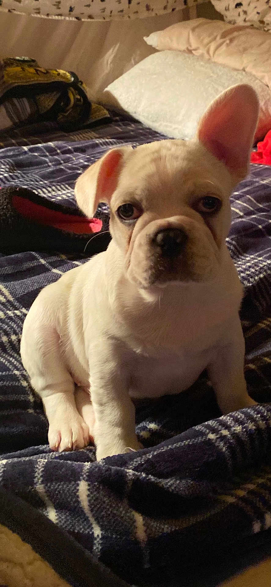 Leche Malone is registered to the contest to win money with this photo: puppy, dog, white_dog, pet, indoor, blanket, bed, pillow, cute, young_dog, fur, animal, sitting, looking_at_camera, ears, soft_lighting, cozy, domestic, companion, portrait