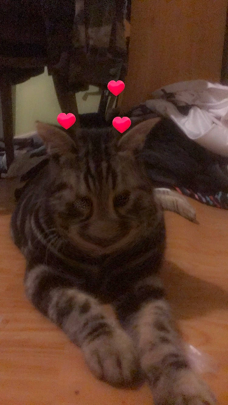 Petit Noir participe au concours pour gagner de l'argent avec cette photo : big_cats, carnivore, cat, claw, domestic_short_haired_cat, fawn, felidae, flooring, foot, fur, hardwood, paw, room, small_to_medium_sized_cats, snout, tail, terrestrial_animal, whiskers, wood, wood_flooring