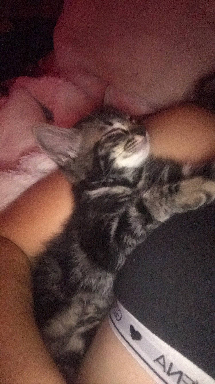 Petit Noir a rejoint le concours — aidez-le/la à gagner de superbes lots ! carnivore, cat, claw, comfort, domestic_short_haired_cat, ear, felidae, finger, fur, hand, human_leg, nail, paw, small_to_medium_sized_cats, tail, whiskers