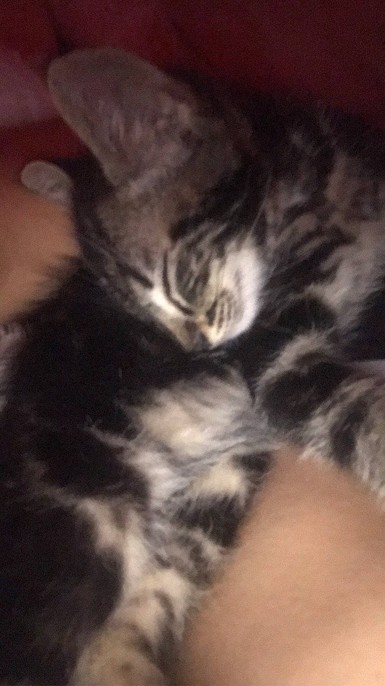 Petit Noir a rejoint le concours — aidez-le/la à gagner de superbes lots ! carnivore, cat, claw, cloud, darkness, domestic_short_haired_cat, felidae, fur, meteorological_phenomenon, monochrome_photography, mountain, nap, night, paw, sky, small_to_medium_sized_cats, snout, tail, whiskers, wildlife