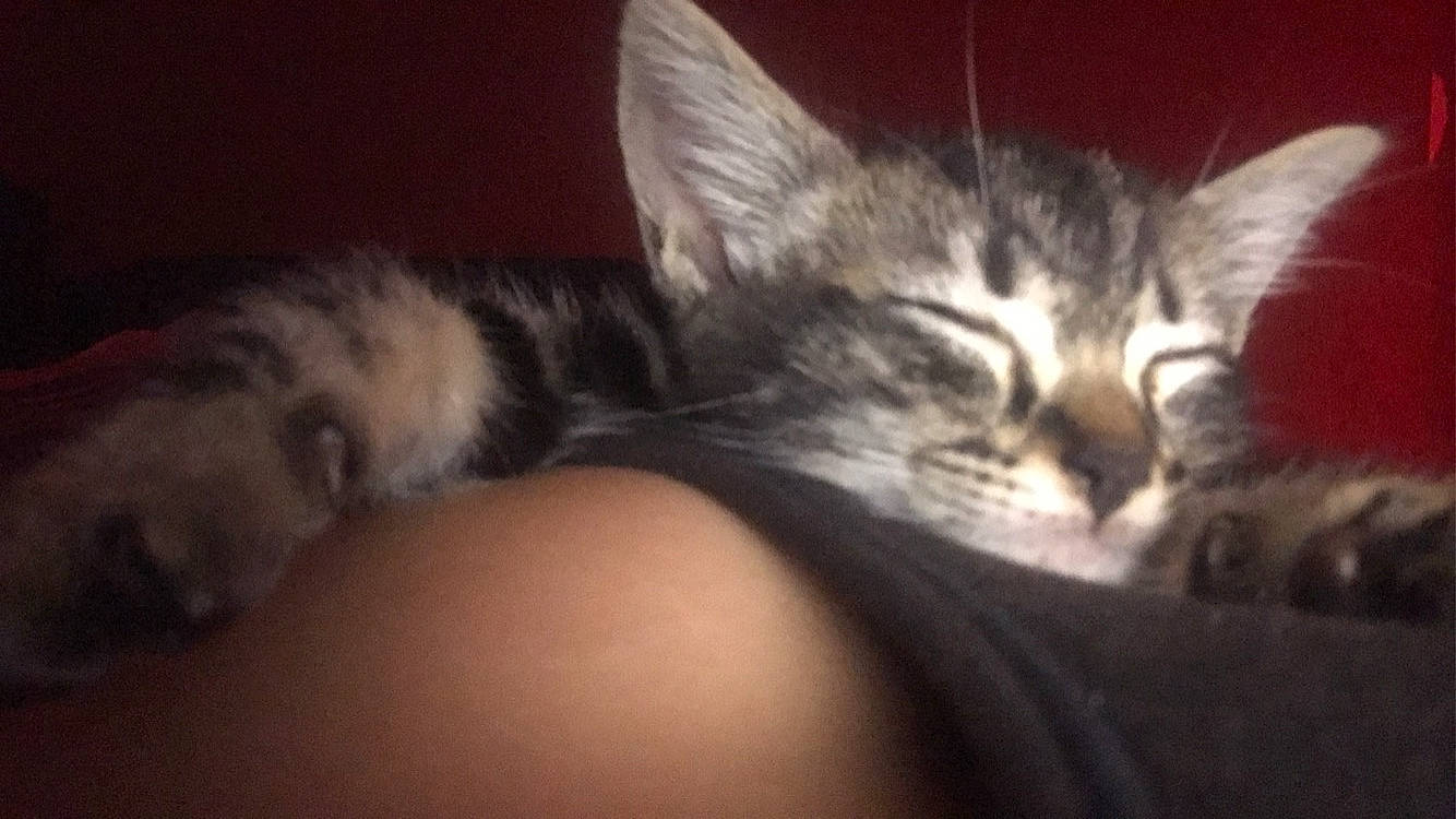 Petit Noir a rejoint le concours — aidez-le/la à gagner de superbes lots ! bored, carnivore, cat, claw, comfort, darkness, domestic_short_haired_cat, eye, felidae, fur, nail, nap, paw, sleep, small_to_medium_sized_cats, terrestrial_animal, whiskers, wildlife