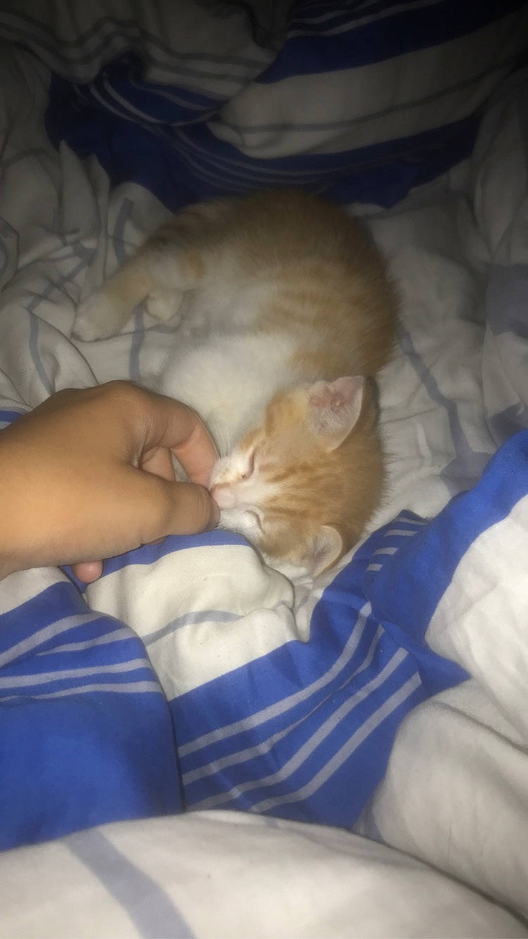 Tigrou a rejoint le concours — aidez-le/la à gagner de superbes lots ! bed, bed_sheet, bedding, bedtime, blanket, carnivore, cat, child, comfort, domestic_short_haired_cat, fawn, felidae, fur, gesture, linens, nap, room, sleep, small_to_medium_sized_cats, whiskers