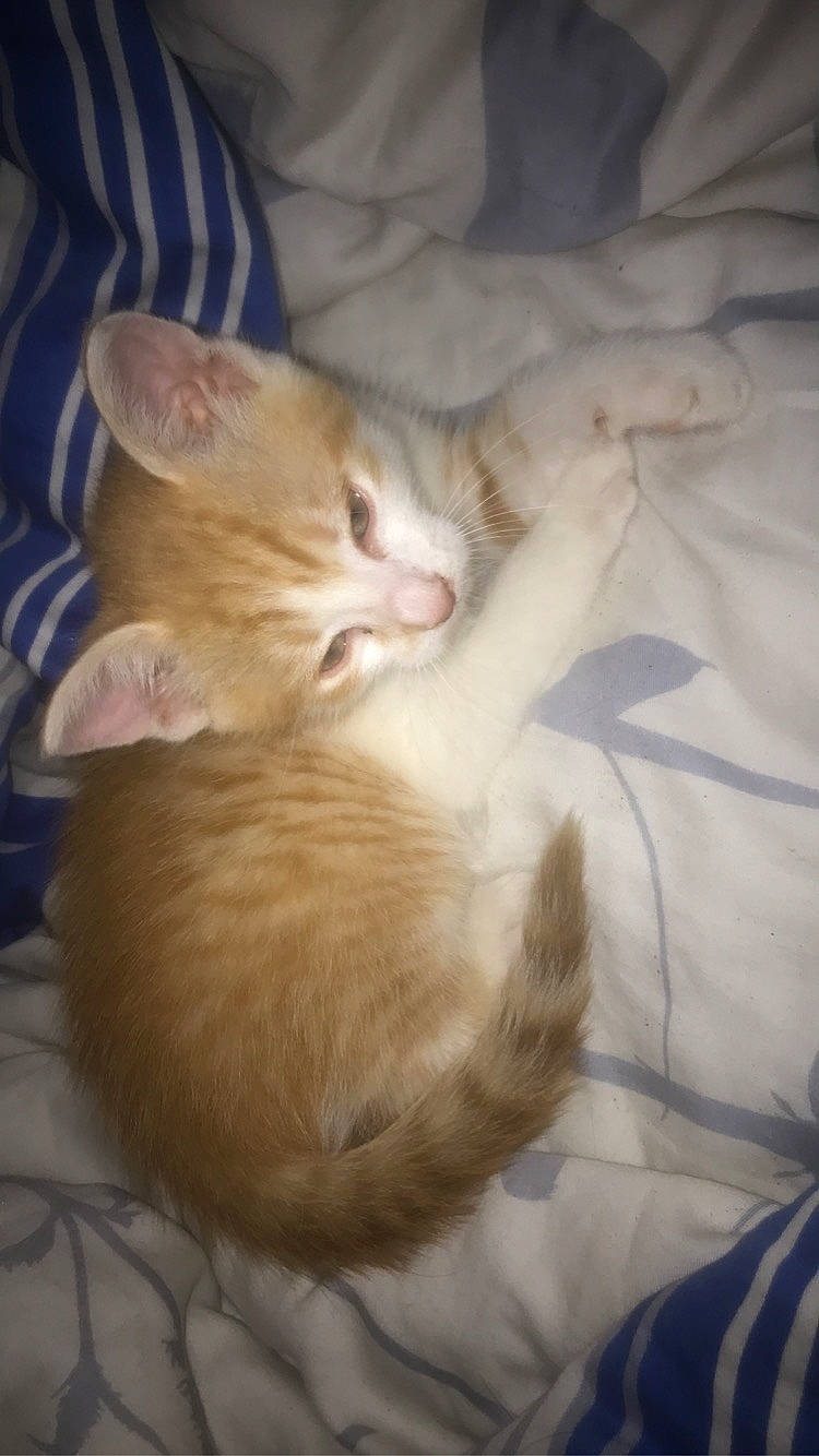 Tigrou a rejoint le concours — aidez-le/la à gagner de superbes lots ! canidae, carnivore, cat, claw, comfort, domestic_short_haired_cat, fawn, felidae, foot, fur, nap, paw, sleep, small_to_medium_sized_cats, snout, tail, whiskers