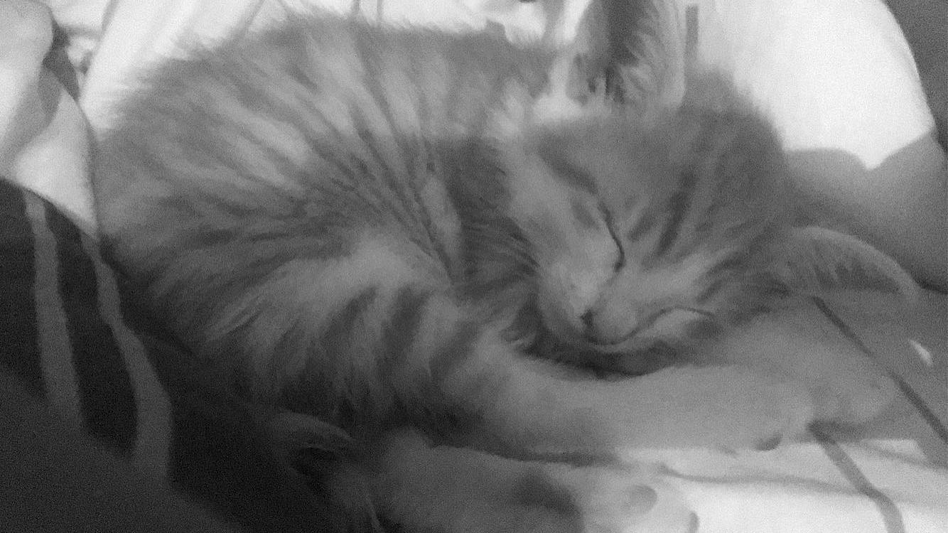 Tigrou participe au concours pour gagner de l'argent avec cette photo : carnivore, cat, cat_bed, claw, comfort, domestic_short_haired_cat, ear, felidae, fur, monochrome, monochrome_photography, nap, paw, small_to_medium_sized_cats, snout, tail, whiskers