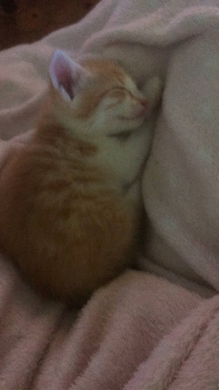 Tigrou participe au concours pour gagner de l'argent avec cette photo : carnivore, cat, comfort, domestic_short_haired_cat, fawn, felidae, fur, paw, small_to_medium_sized_cats, tail, whiskers