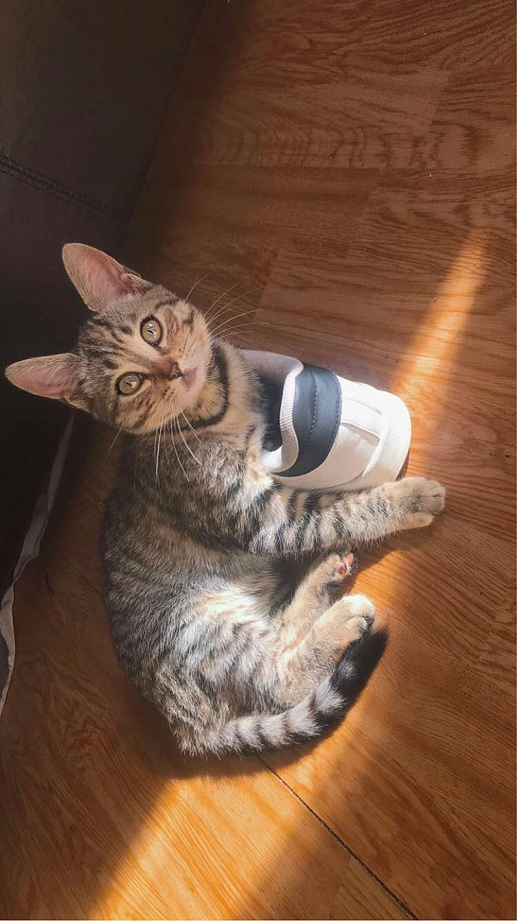 Princesse a rejoint le concours — aidez-le/la à gagner de superbes lots ! carnivore, cat, domestic_short_haired_cat, door, eye, felidae, flooring, fur, hardwood, laminate_flooring, paw, plank, small_to_medium_sized_cats, snout, tail, varnish, whiskers, wood, wood_flooring, wood_stain