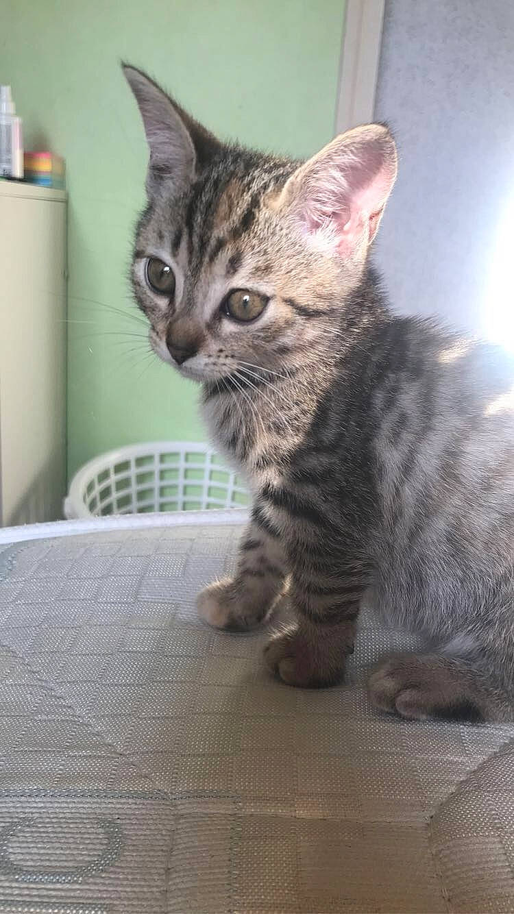 Princesse participe au concours pour gagner de l'argent avec cette photo : carnivore, cat, cat_supply, claw, domestic_short_haired_cat, felidae, fur, paw, small_to_medium_sized_cats, snout, tail, terrestrial_animal, whiskers