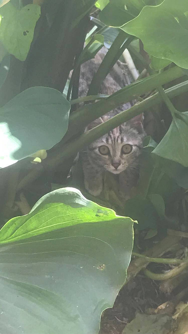 Princesse a rejoint le concours — aidez-le/la à gagner de superbes lots ! alismatales, aquatic_plant, cat, felidae, flowering_plant, grass, jungle, leaf, organism, pattern, plant, plant_stem, small_to_medium_sized_cats, terrestrial_animal, terrestrial_plant, tints_and_shades, tree, whiskers