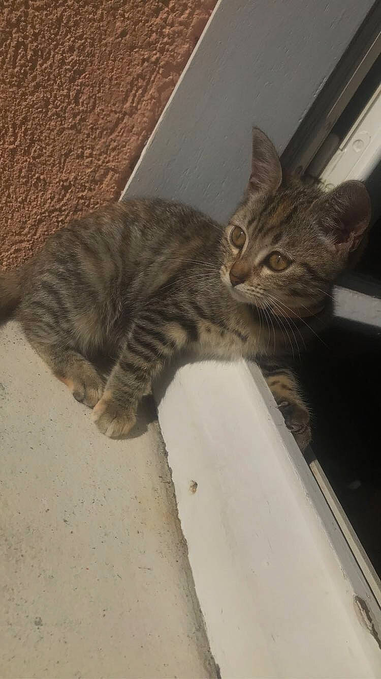 Princesse participe au concours pour gagner de l'argent avec cette photo : carnivore, cat, claw, comfort, domestic_short_haired_cat, door, eye, felidae, foot, fur, paw, small_to_medium_sized_cats, snout, tail, terrestrial_animal, whiskers, wood