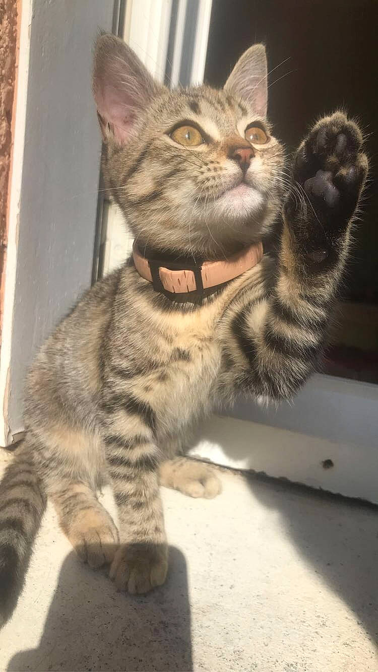 Princesse a rejoint le concours — aidez-le/la à gagner de superbes lots ! carnivore, cat, claw, domestic_short_haired_cat, felidae, fur, paw, sitting, small_to_medium_sized_cats, snout, tail, terrestrial_animal, whiskers, wildlife