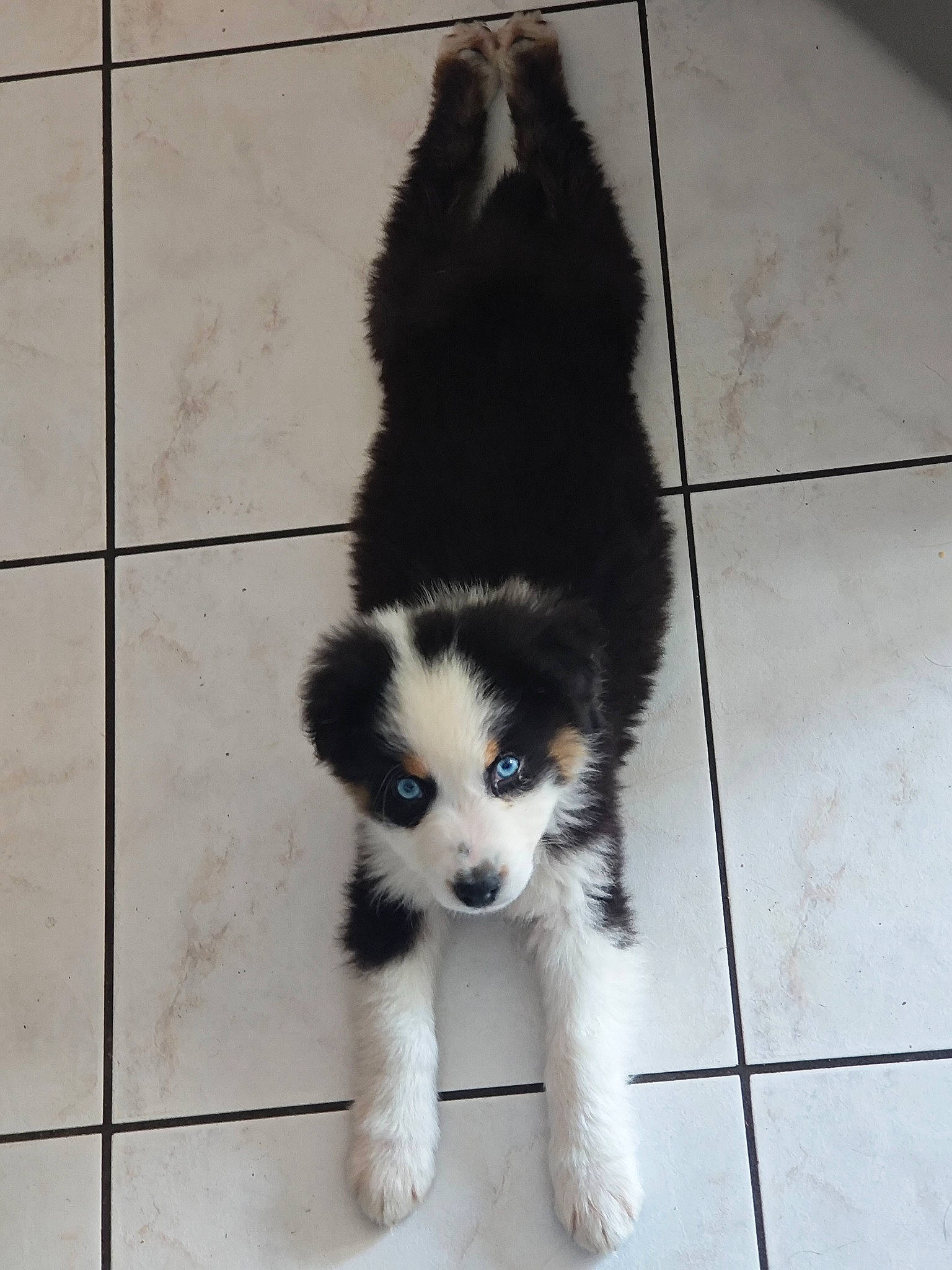 Ucky participe au concours pour gagner de l'argent avec cette photo : ancient_dog_breeds, canidae, carnivore, companion_dog, dog, dog_breed, dog_supply, fashion_accessory, flooring, fur, non_sporting_group, shadow, snout, sporting_group, tail, terrestrial_animal, tile_flooring, toy_dog, working_animal, working_dog