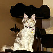 Mercedes joined the competition — help win amazing prizes! cat, fluffy, collar, bells, yellow_eyes, sitting, indoor, cat_tree, decoration, bat, furniture, pet, animal, whiskers, tail, fur, alert, domestic_cat, household, cute