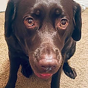 Layla is registered to the contest to win money with this photo: animal, brown_fur, canine, carpet, chocolate_labrador, close_up, cute, dog, ears, expression, face, fur, indoor, labrador, looking_up, nose, paw, pet, sitting, tongue